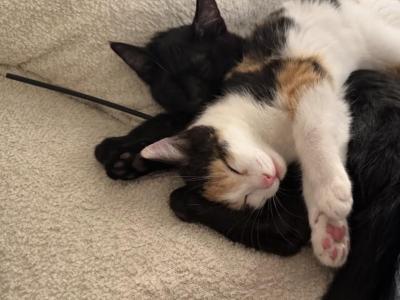 Prada And Muffin - Domestic - Gallery Photo #1