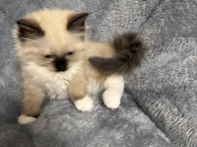 Kloe - Ragdoll - Gallery Photo #1