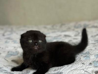 Nelson - Scottish Fold - Gallery Photo #1