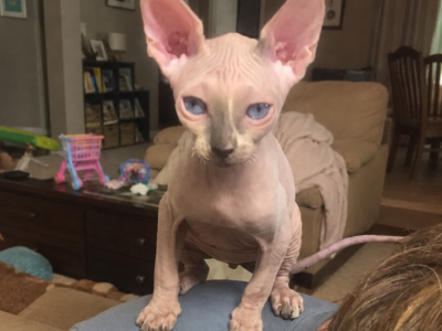 Male Sphynx Kitten - Sphynx - Gallery Photo #1