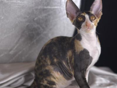 Arianna Vera - Cornish Rex - Gallery Photo #1