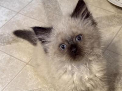 Seal Point - Persian - Gallery Photo #1