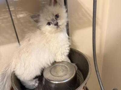 Blue Point - Persian - Gallery Photo #1