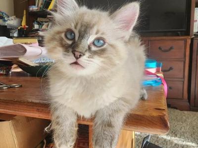 Peeta - Ragdoll - Gallery Photo #1