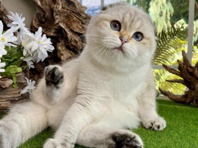 Selestie - Scottish Fold - Gallery Photo #1