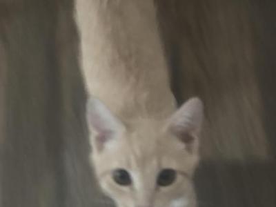 Calico And Oriental - British Shorthair - Gallery Photo #1