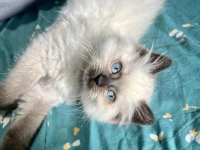 Hana - Ragdoll - Gallery Photo #1