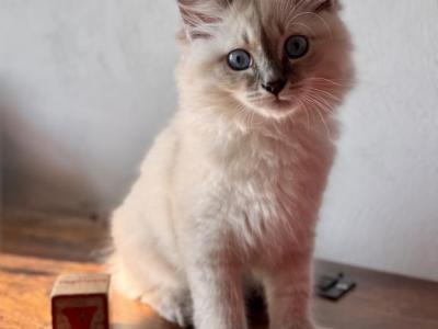 Pickles Blue Tabby Point - Siberian - Gallery Photo #1