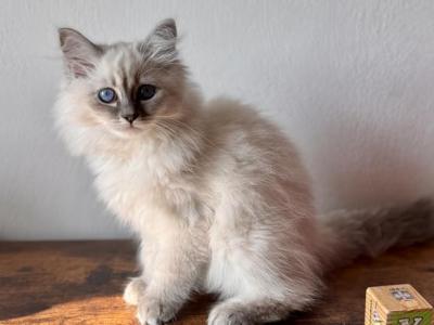 Moon Blue Tabby Point - Siberian - Gallery Photo #1