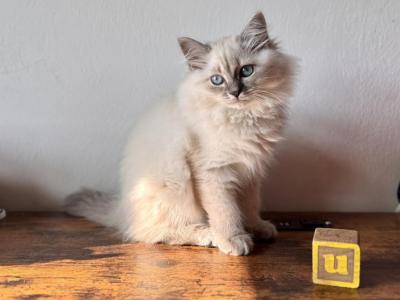 Misty Blue Tabby Point - Siberian - Gallery Photo #1