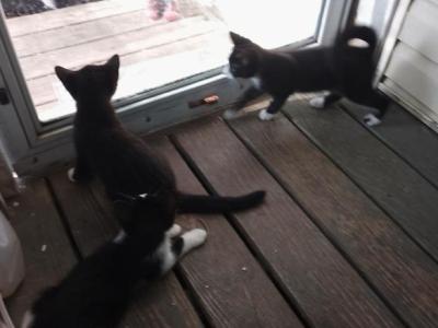 Shiloh And Moose And Mickey - Domestic - Gallery Photo #1