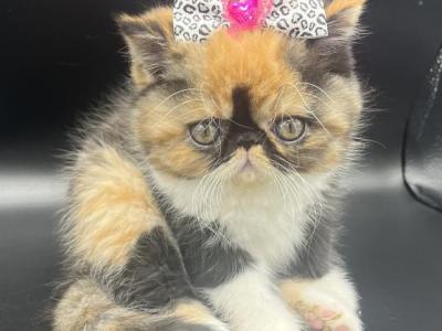 Purr Babies - Persian - Gallery Photo #1