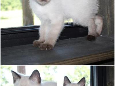 Junior - Siamese - Gallery Photo #1