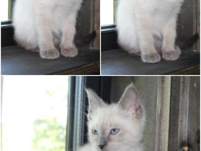 Precious - Siamese - Gallery Photo #1