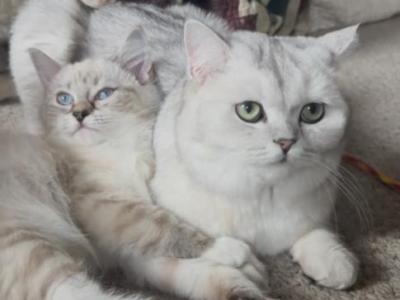 Rue - Ragdoll - Gallery Photo #1