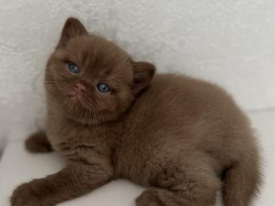 British Cinnamon Female Kitten - British Shorthair - Gallery Photo #1