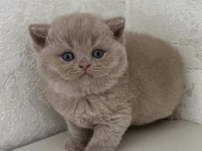 Fawn British Kitten - British Shorthair - Gallery Photo #1