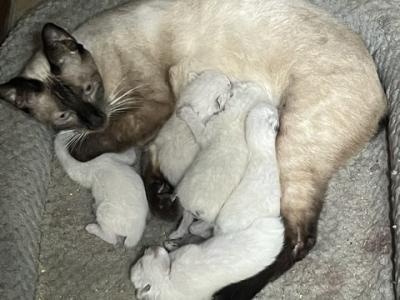 QUEEINE JUNE 26 - Siamese - Gallery Photo #1