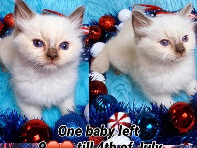 Cece Baby - Ragdoll - Gallery Photo #1