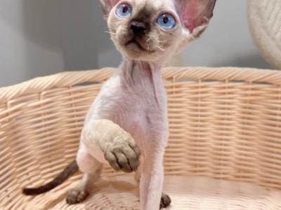 Jonny - Devon Rex - Gallery Photo #1