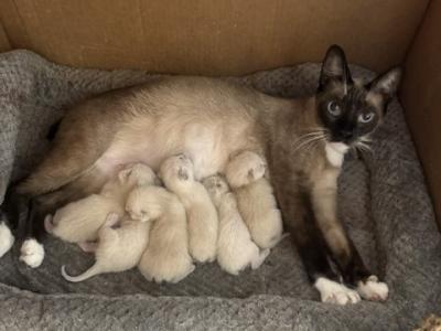 BANDIT JUNE 28 - Siamese - Gallery Photo #1