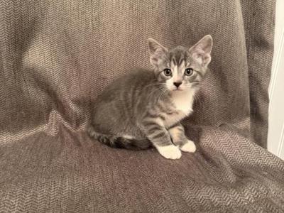 Adorable Kittens - Maine Coon - Gallery Photo #1