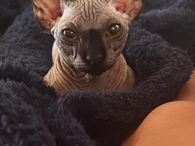 Onyx - Bambino - Gallery Photo #1
