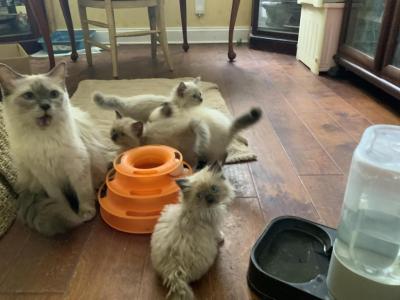 Lilly And Captain - Ragdoll - Gallery Photo #1