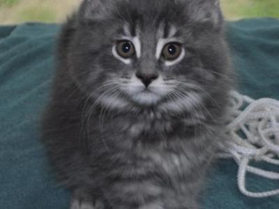Buddy - Maine Coon - Gallery Photo #1