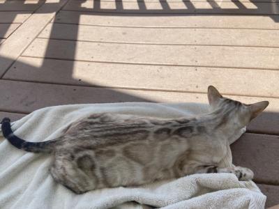 Shumai - Bengal - Gallery Photo #1