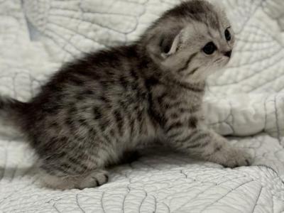 Bella's - Scottish Fold - Gallery Photo #1