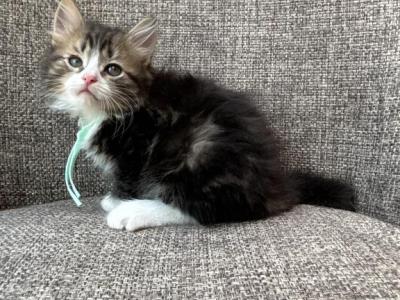Boy Siberian Purebred Black Bown Tabby With White - Siberian - Gallery Photo #1