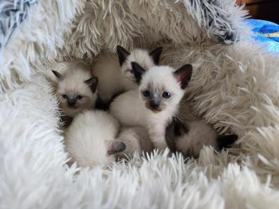 Siamese Kittens - Siamese - Gallery Photo #1