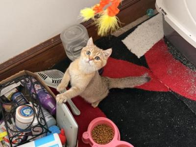 Tod - British Shorthair - Gallery Photo #1