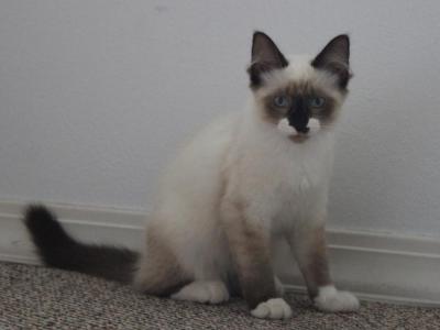 Maxwell - Siamese - Gallery Photo #1