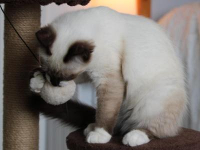 Maxwell - Siamese - Gallery Photo #1