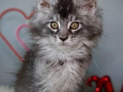 Cherry - Maine Coon - Gallery Photo #1