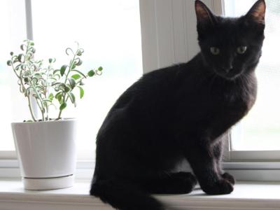 Knight - Domestic - Gallery Photo #1