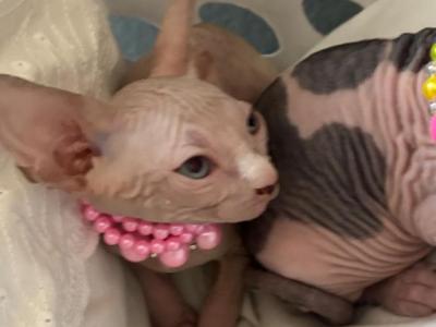 Open - Sphynx - Gallery Photo #1