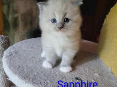 Sapphire - British Shorthair - Gallery Photo #1