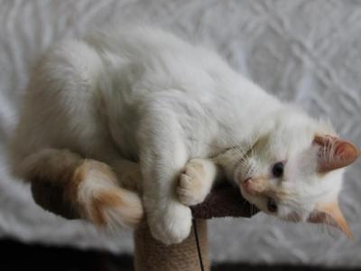 Flame - Siamese - Gallery Photo #1