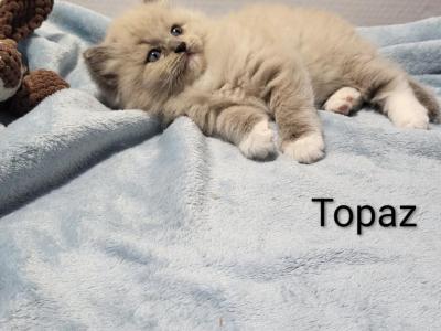 Topaz - Ragdoll - Gallery Photo #1