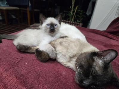 Coco - Siamese - Gallery Photo #1