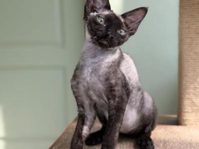 Devon Rex Male Black - Devon Rex - Gallery Photo #1