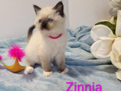 Zinnia - Ragdoll - Gallery Photo #1