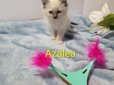 Azalea - Ragdoll - Gallery Photo #1