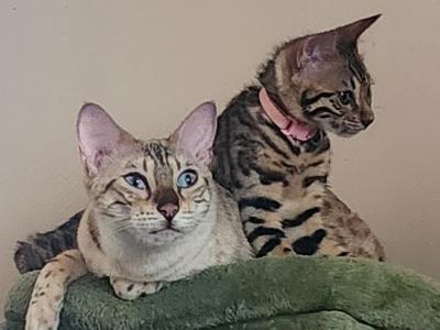 Victoria's March Litter - Bengal - Gallery Photo #1