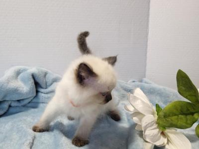 Marigold - Ragdoll - Gallery Photo #1