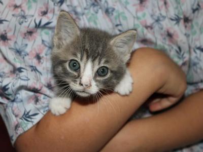 Starr - Domestic - Gallery Photo #1