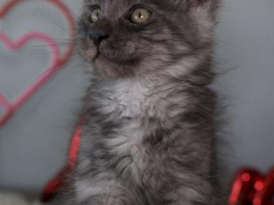 Plum - Maine Coon - Gallery Photo #1